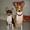 Bassedog *