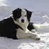Team Border Collie