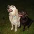 <3 Vi elsker Retriever  <3 H