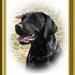 Satiety Support SAT 30 fra Royal Canin