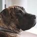 Giftige planter for hunde