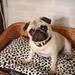 Pugrescue i DK