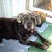 HUNDEMAD
