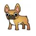 God fransk bulldog kennel i DDH