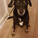 Info : Slem Virus i Tyktarm hos hunde 