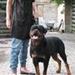 rottweiler tæve!!!!!