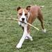 Muskelhund + Pasning hos familien