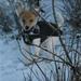 Agility Herning
