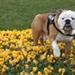 Ala Engelsk Bulldog
