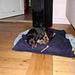 Hunde loven...