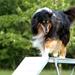 nosework