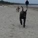 Dogo Canario