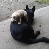 PuppyPug