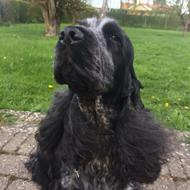 Ejer af DKK Engelsk cocker Spaniel