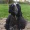 Ejer af DKK Engelsk cocker Spaniel