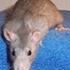 > Maria < VictoryRats