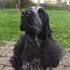 Ejer af DKK Engelsk cocker Spaniel