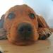 Dado hundefoder. 