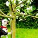 opstart og spørgsmål til Boston Terrier