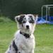 Hund uden ejer - What to do?