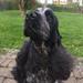 Kontant med hundehandlere