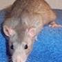 > Maria < VictoryRats