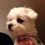 Bettina