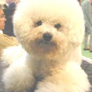 Dorrit W