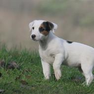 Hende pigen uden hund :D