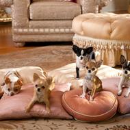 Mini dog <3
