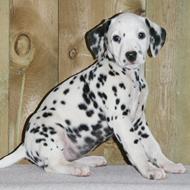 Den flyvene hollænder!!