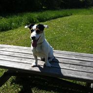Altid jack russell terrier