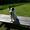 Altid jack russell terrier