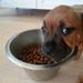 Hundefoder til stafford