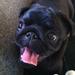At timeoute sin hund...
