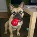 Ung hanhund. Kastration eller ej??!