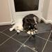 Hvilken essential foder? (Vægt finsk lapphund)