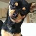 chihuahua på specielkost vil pludselig ikk spise