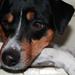 Hunde træf for mindre hunde?