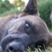 Lydighed eller agility?