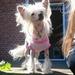 Chinese Crested hvalpe