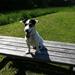 Andre hunde og border collie