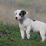 Hende pigen uden hund :D