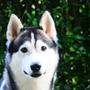 Husky