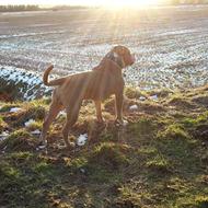 TrueLoveBulldogsNoOrdinaryLove