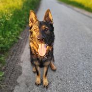 steffen C