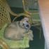 Dorthe T