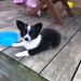 Min chihuahua hvalp vil ikke bruge Halsbånd/sele.. Hjælp!!