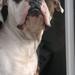 Slankefoder til amr bulldog 