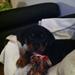 Rottweiler vil ikke gå tur